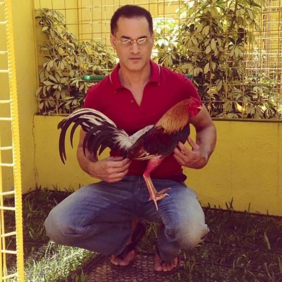 🐓 EJEMPLARES PARA REFORSAR SU GALLERIA — Gallina — imagen 1
